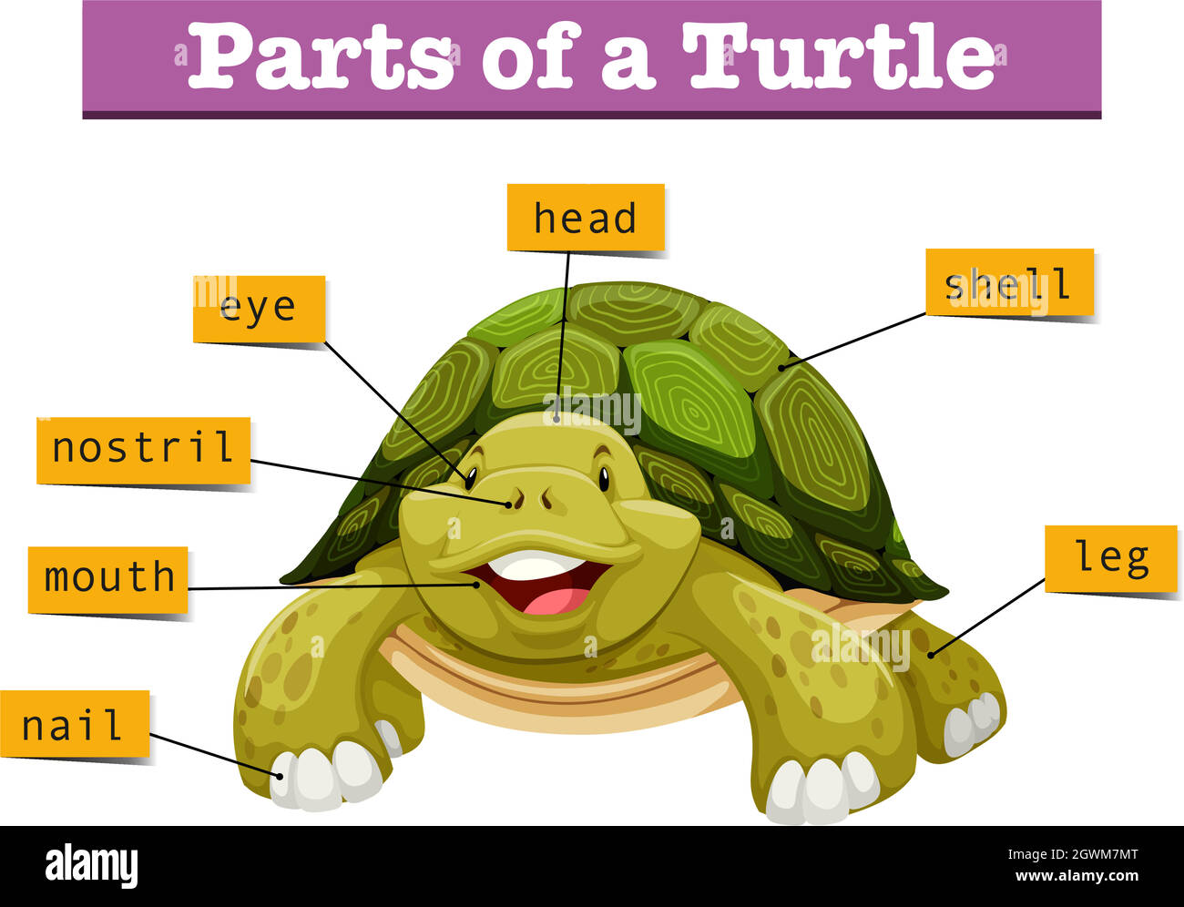 Diagram showing parts of turtle Stock Vector