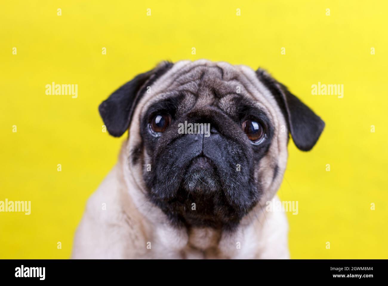 Crying pug dog hi-res stock photography and images - Alamy
