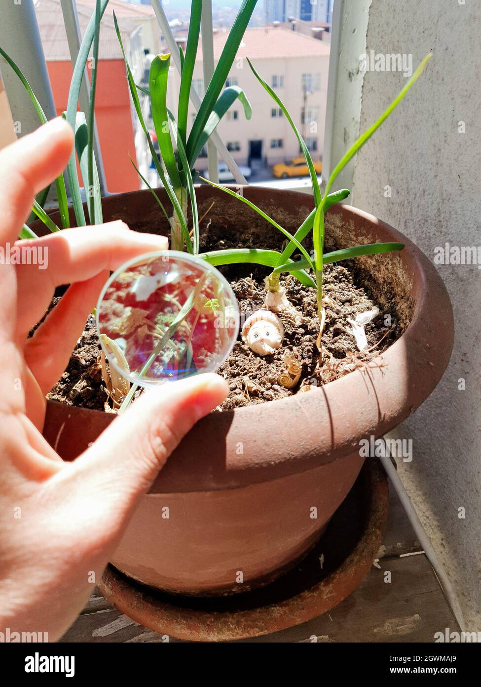 Midsection Of Person Holding Potted Plant Stock Photo