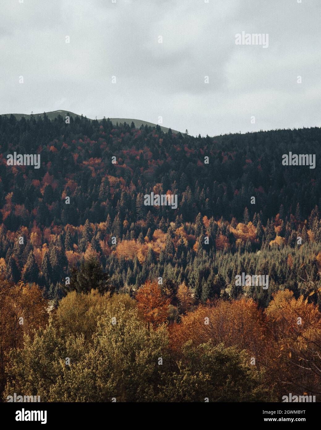 A mesmerizing view of the fall forest with colorful trees Stock Photo ...