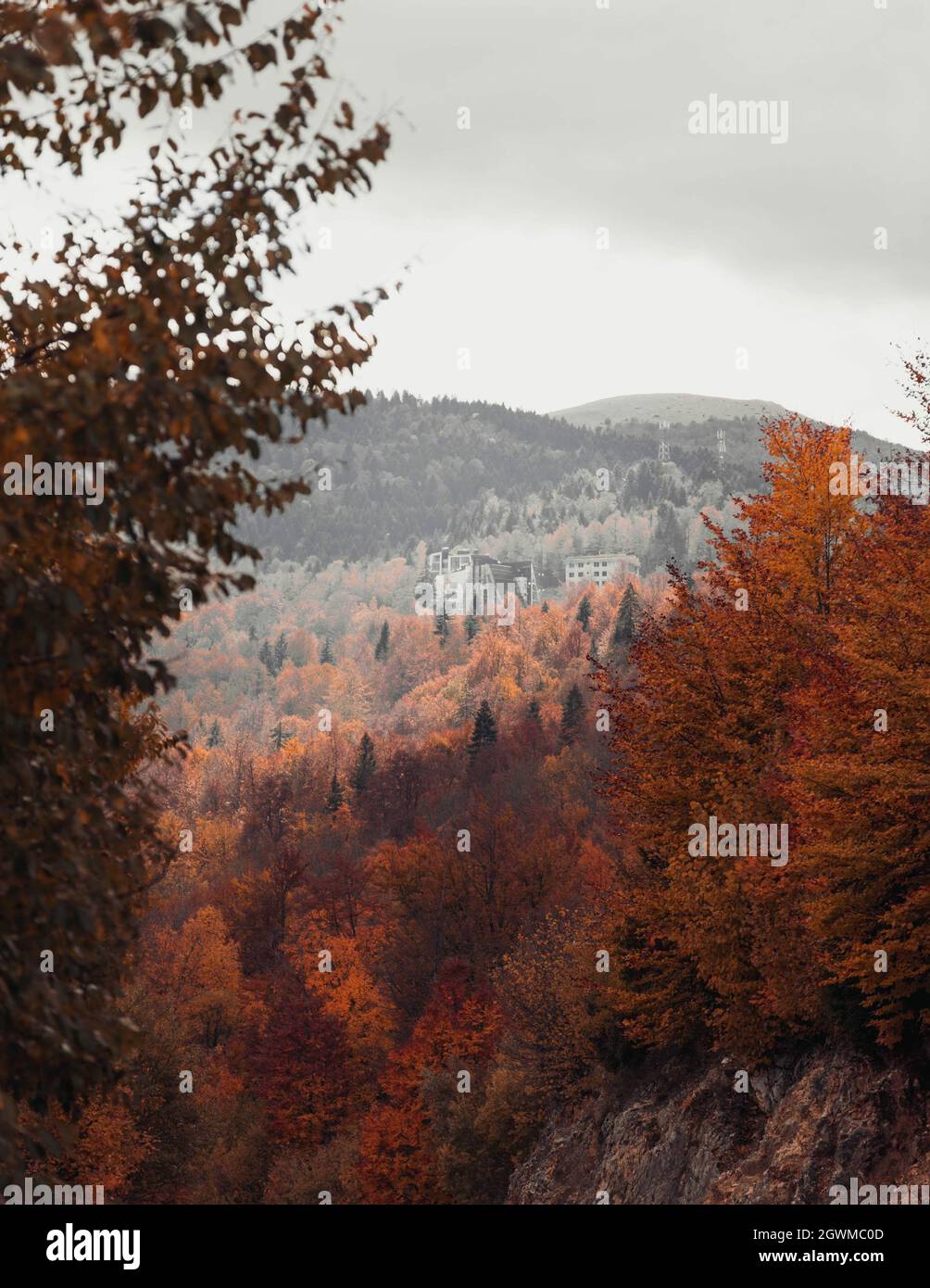 A mesmerizing view of the fall forest with colorful trees Stock Photo ...