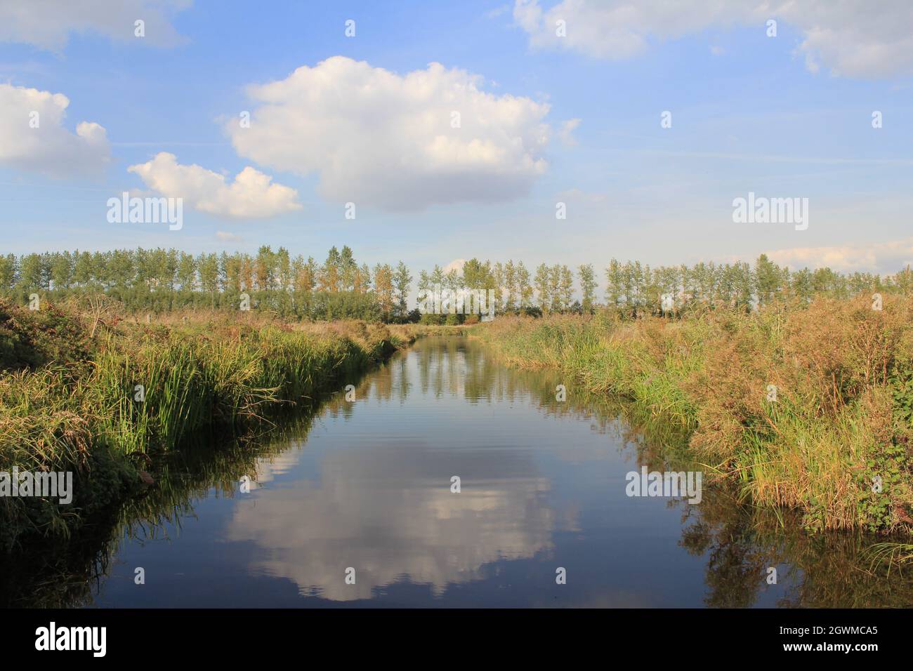 a broad ditch with reed beds and fish and water birds in a natural meadow with trees and blue sky in the dutch countryside Stock Photo