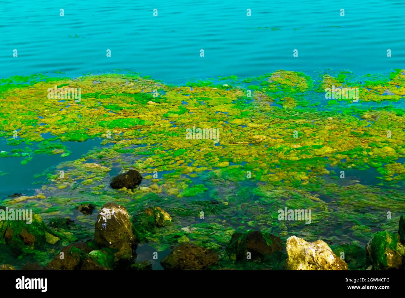 Closeup Image Of Bahrain Sea Green Lemna Or Sea Plant In Bahrain Asker Beach. Selective Focus Stock Photo