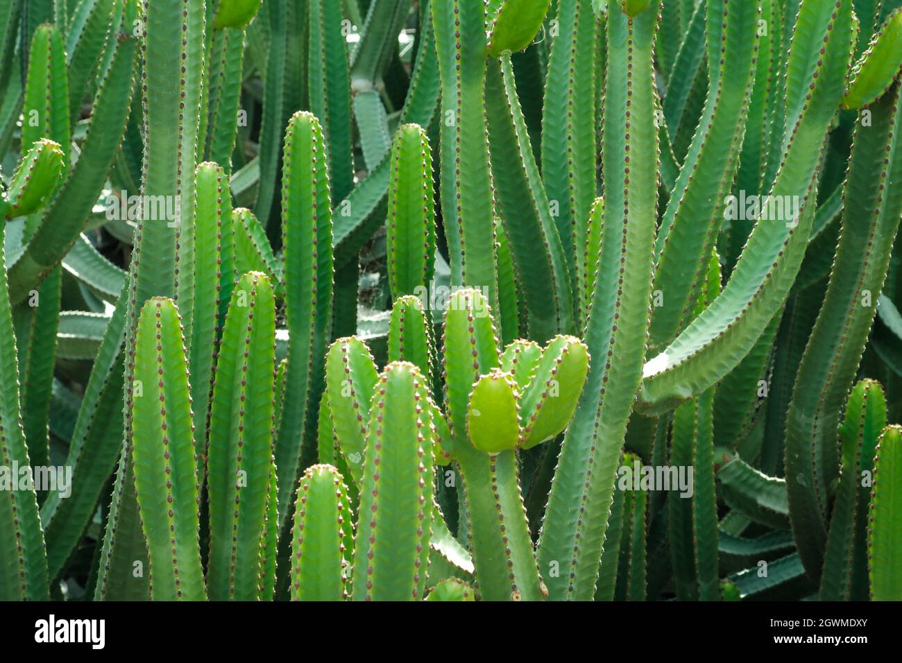 Cactus plant, Tenerife, Canary Islands Stock Photo