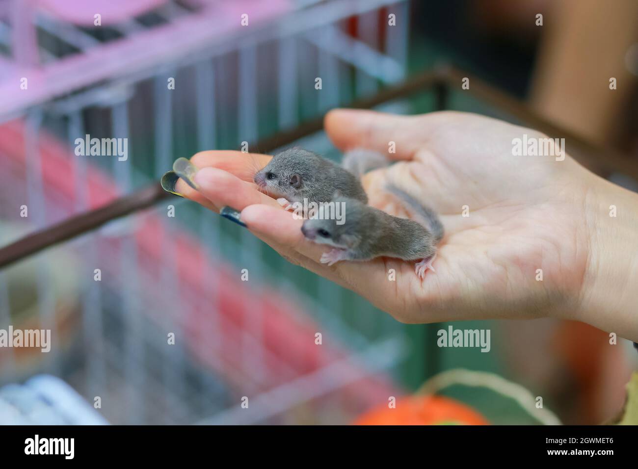 Mouse pet shop hires stock photography and images Alamy