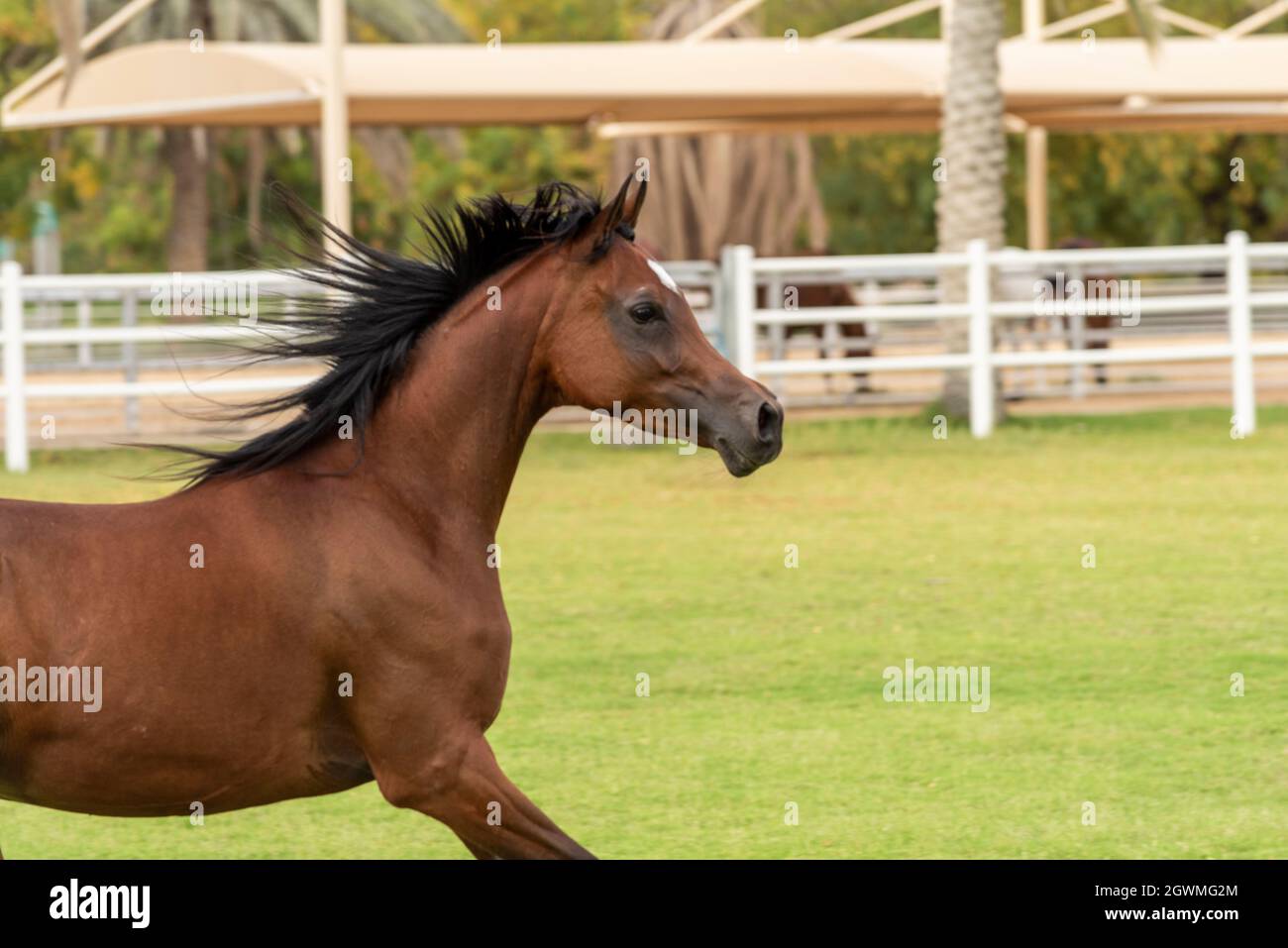 Arabian horse side profile hi-res stock photography and images - Alamy