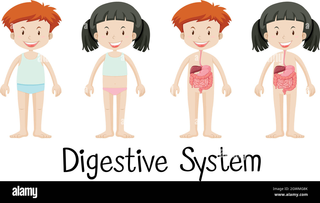Boy and girl with digestive system Stock Vector