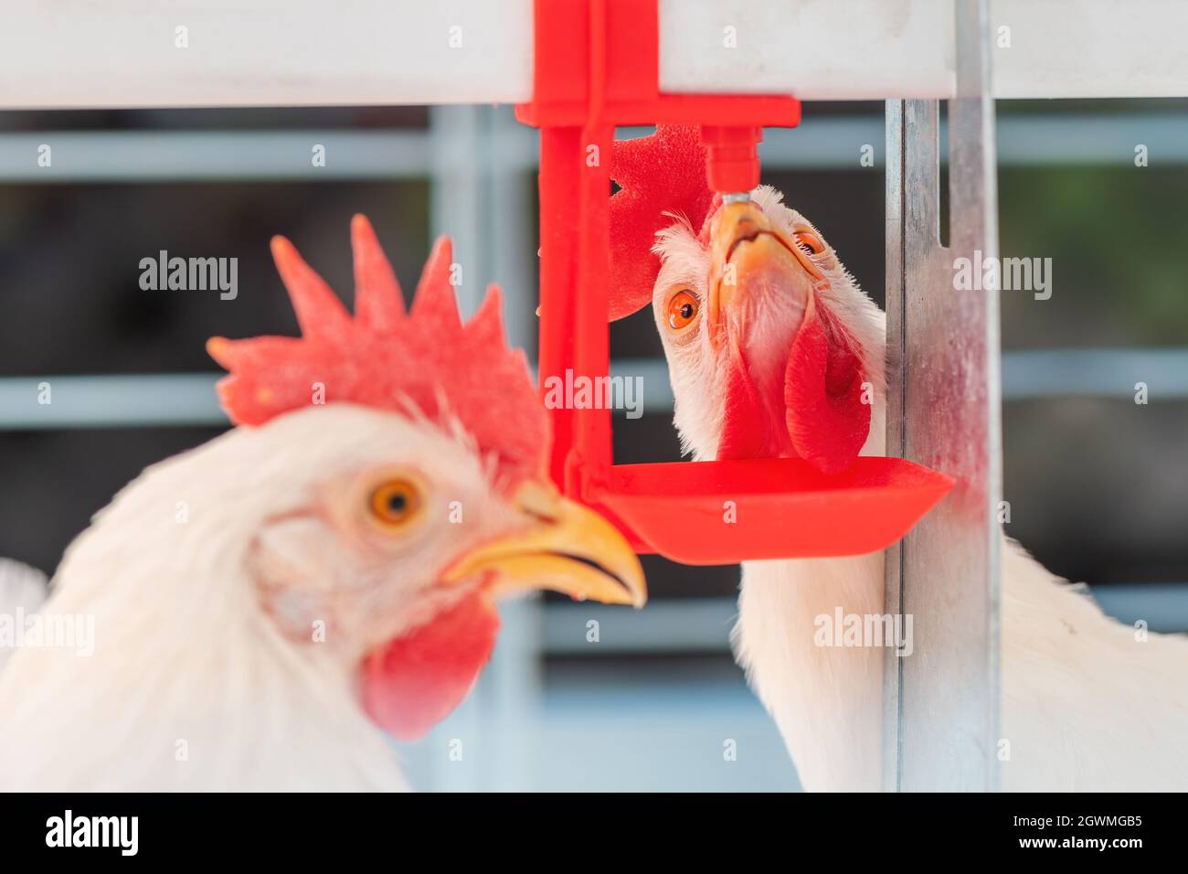 Close up of chicken hen drinking water in cage, selective focus Stock Photo