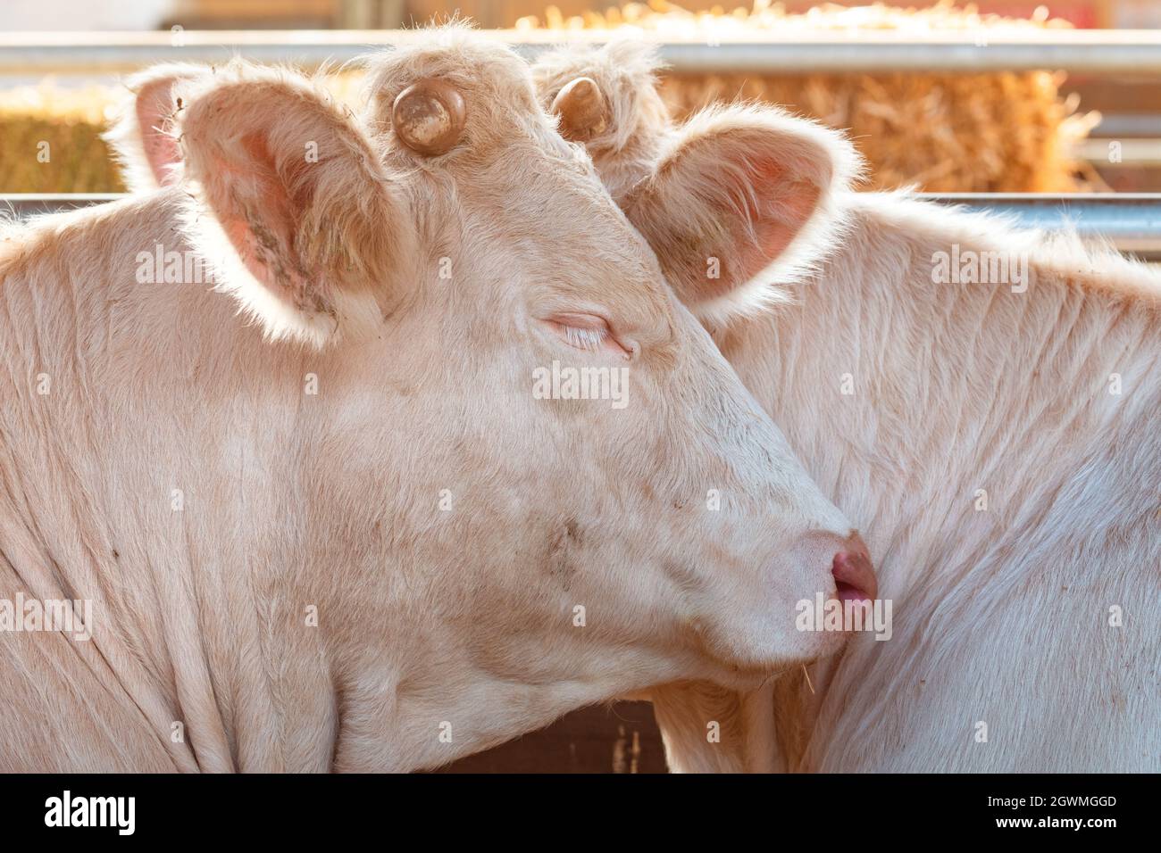 Blonde d'Aquitaine cattle cows on dairy farm, domestic animal husbandry Stock Photo