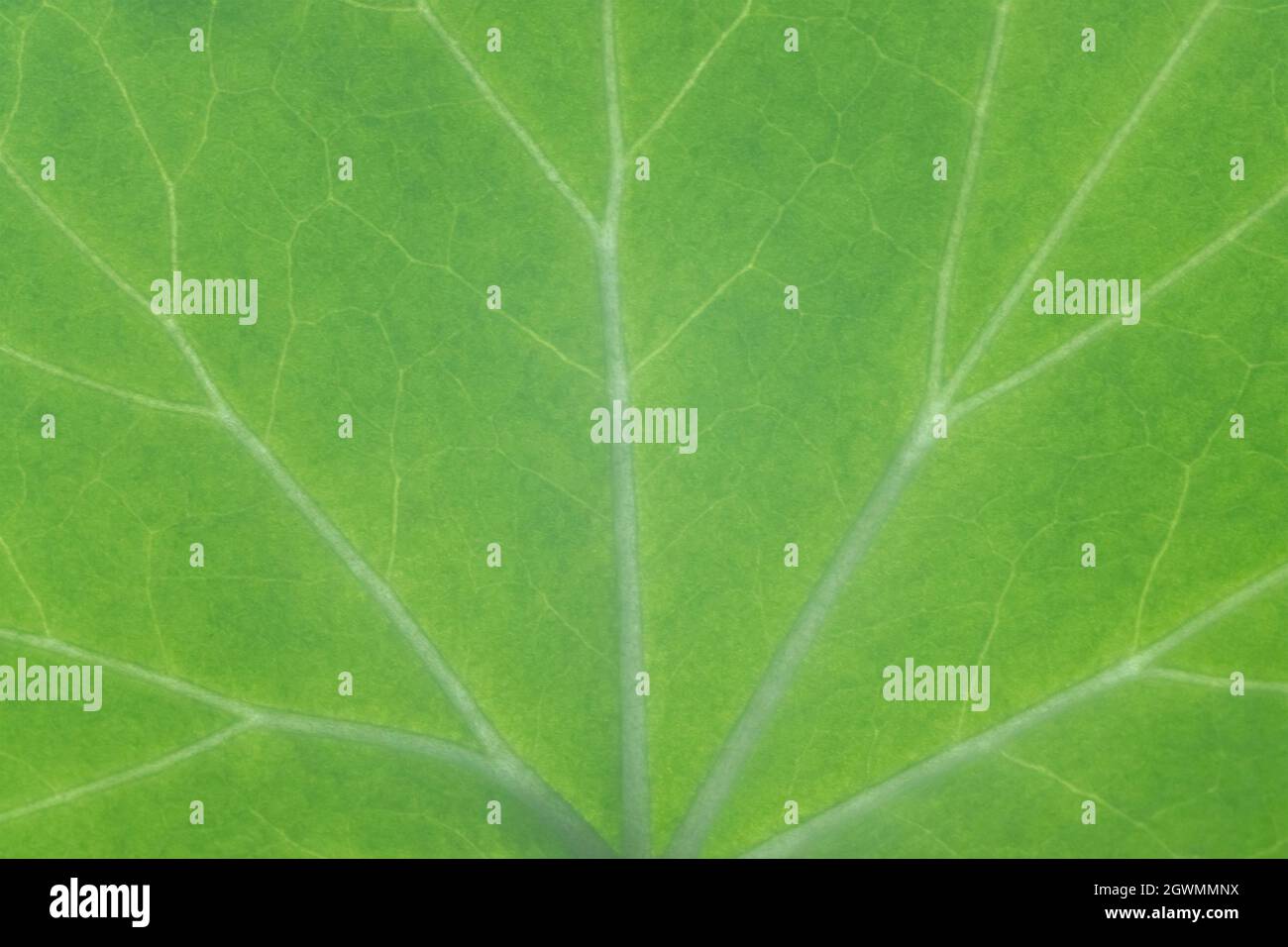 Green leaf texture close up, background and for design Stock Photo - Alamy