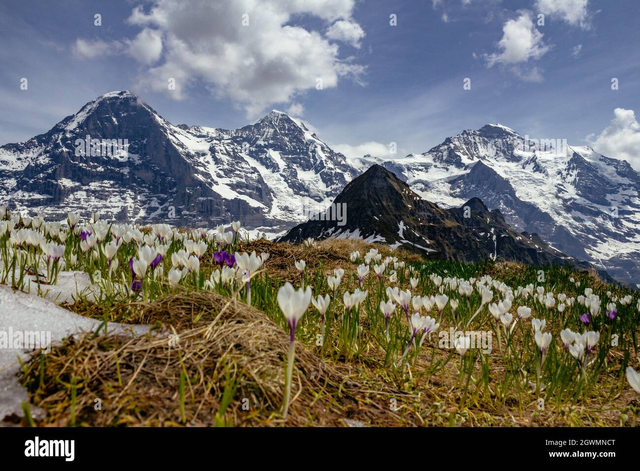 Panoramic Alpine View Of Eiger Mönch And Jungfrau From Mannlichen With