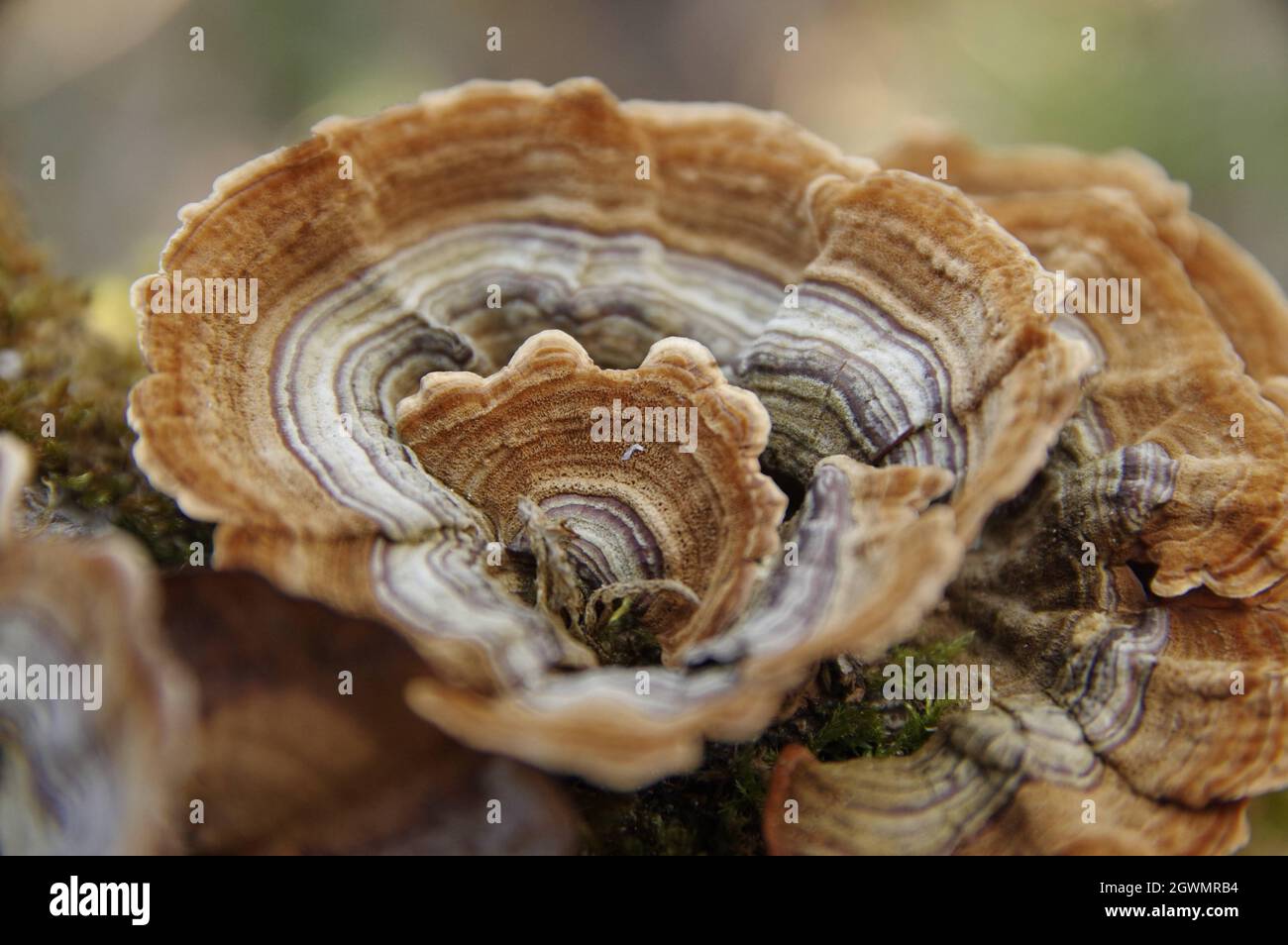 Spiral fungus hires stock photography and images Alamy