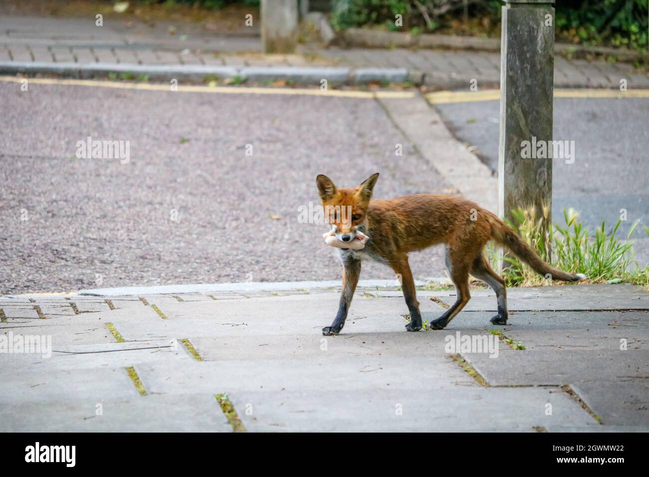 Fox rubbish hires stock photography and images Alamy