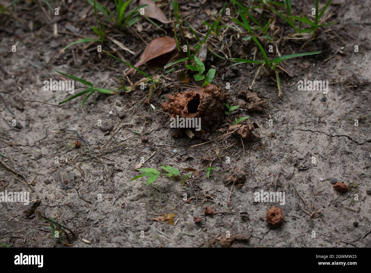 Muddy crawfish mound on jutting out of the ground Stock Photo - Alamy