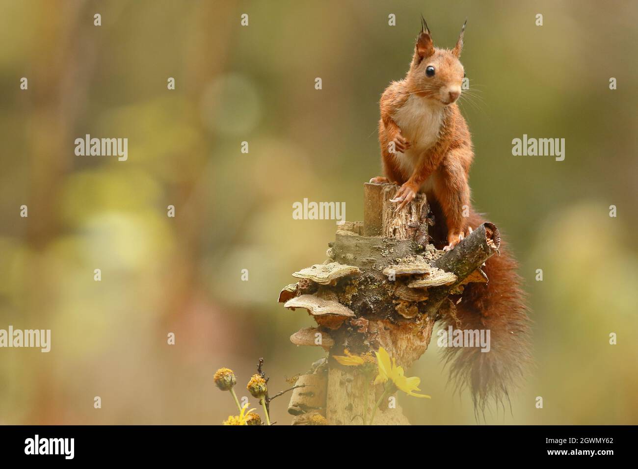 red squirrel in autumn Stock Photo