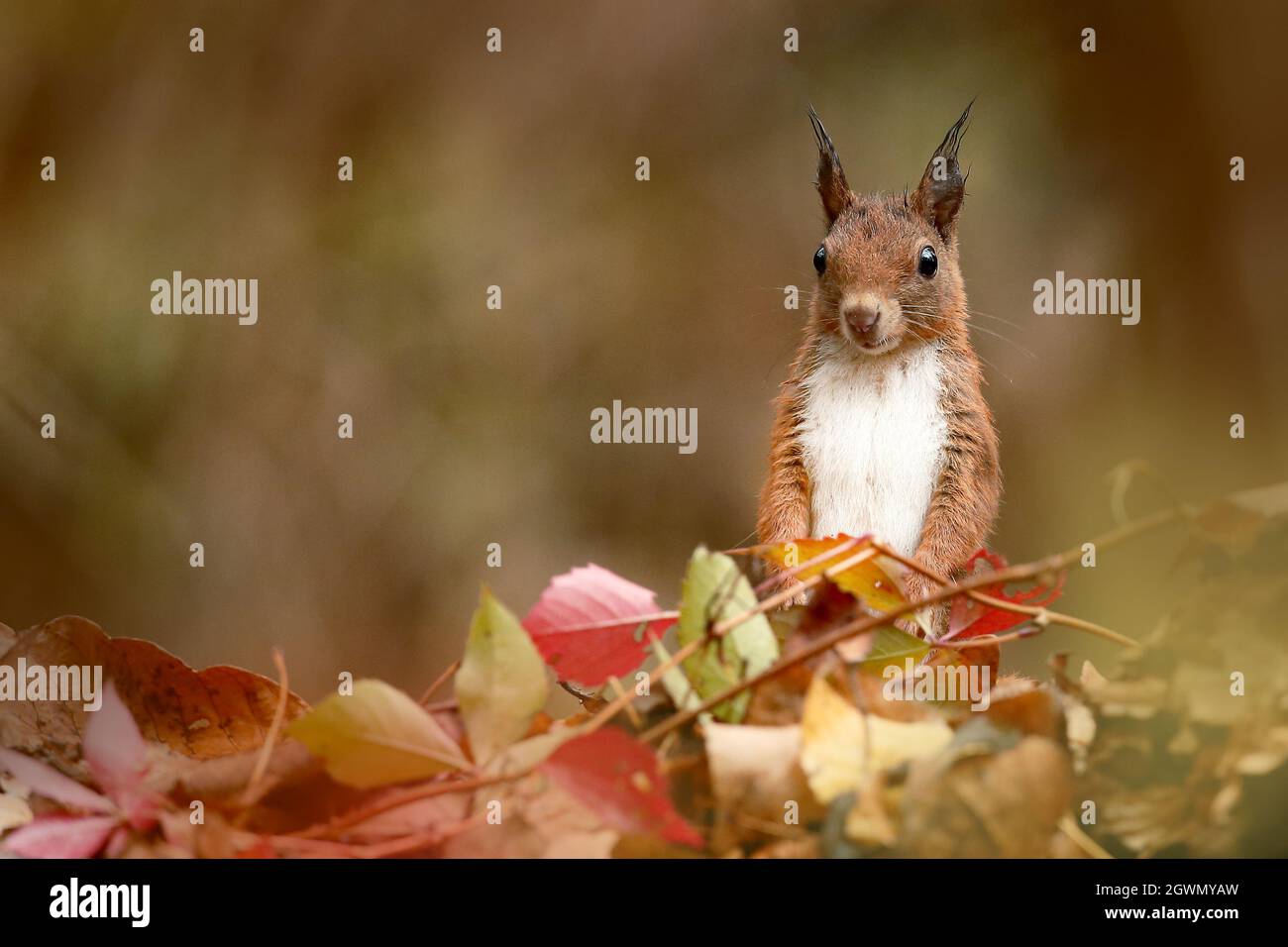 red squirrel in autumn Stock Photo