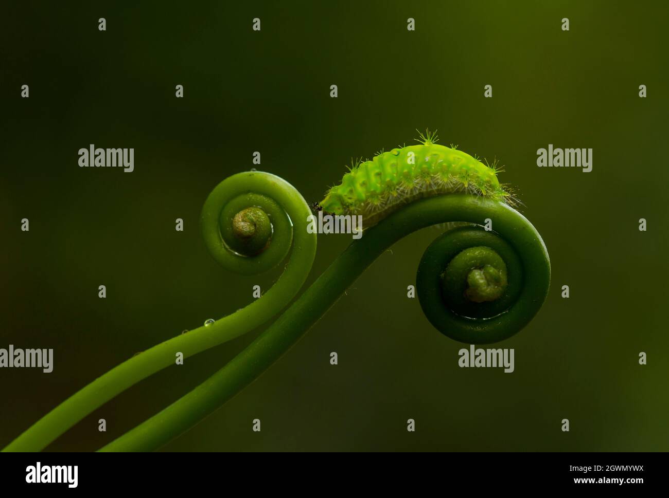 Green Caterpillar On Fern Stock Photo Alamy