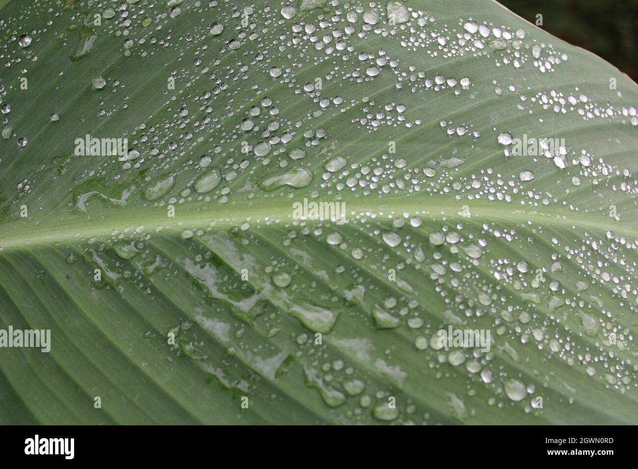 Canna lily leaf with water droplets Stock Photo - Alamy