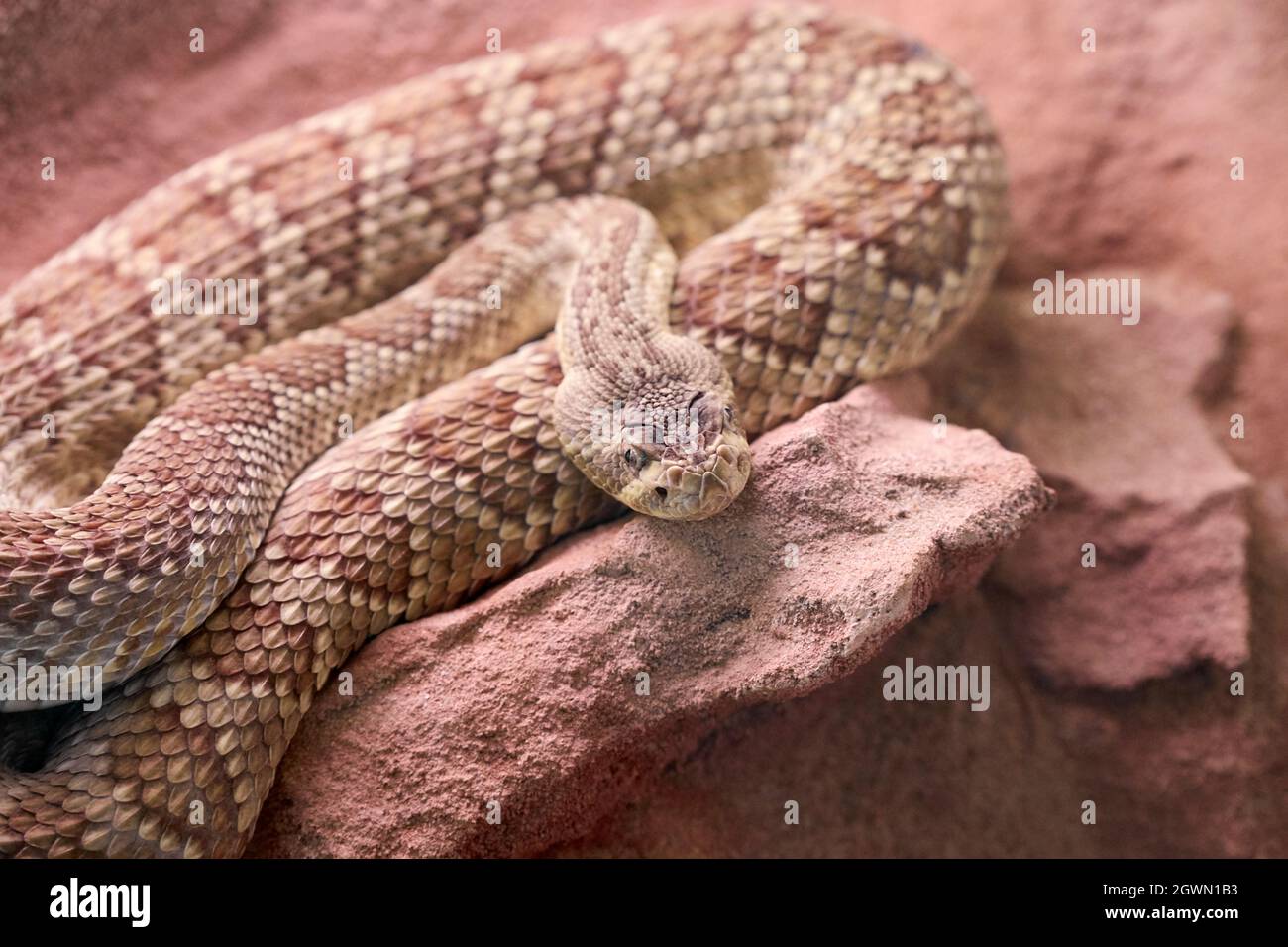 A Brown Snake Rolled Up On A Stone - Concept Wild Animals Stock Photo - Alamy A Brown Snake Rolled Up On A Stone - Concept Wild Animals Stock Photo - Alamy