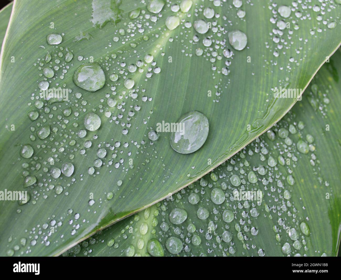 Two canna lily leaves with large water droplets Stock Photo - Alamy
