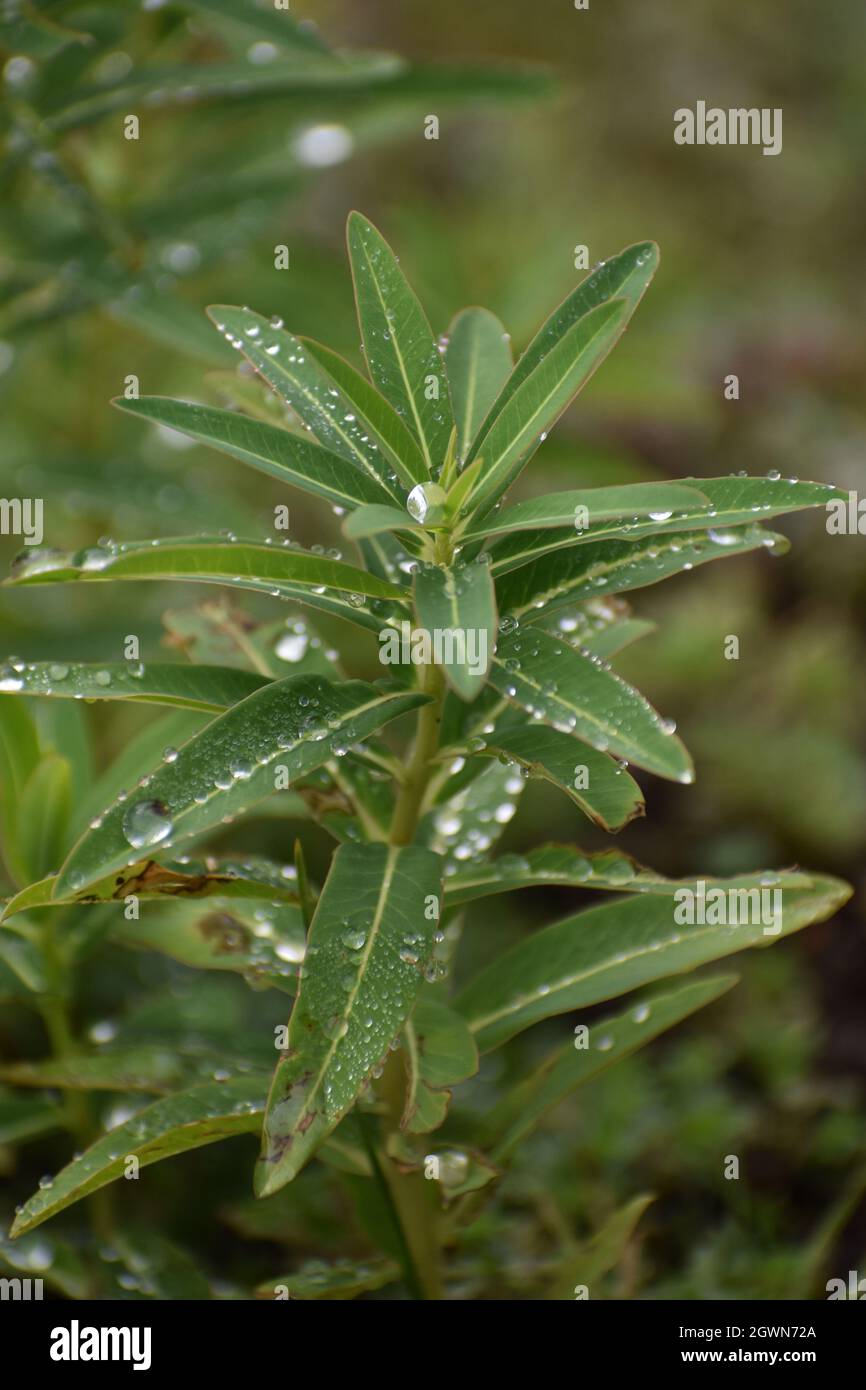 The Life Of Mortals Is Like Grass, They Flourish Like A Flower Of The Field. Stock Photo