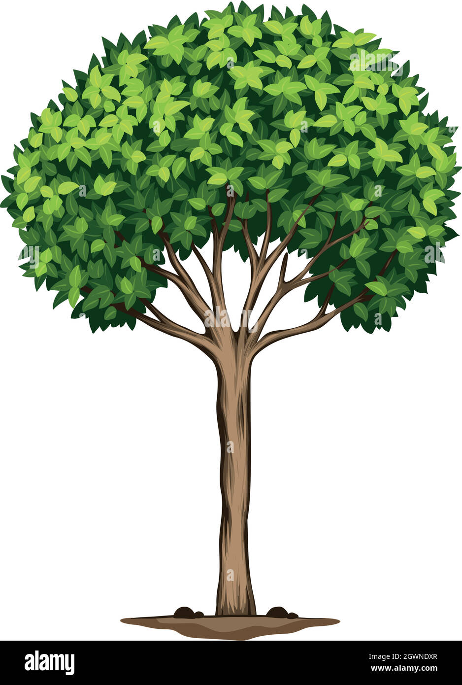 A Laurus nobilis tree Stock Vector