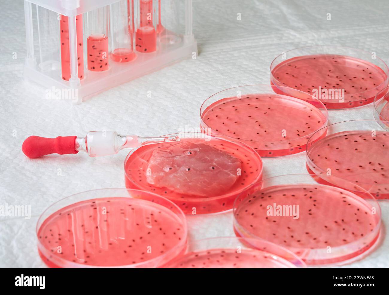 Cultivated Steak, Meat From The Plant Stem Cell, Laboratory Grown Meat Concept Stock Photo