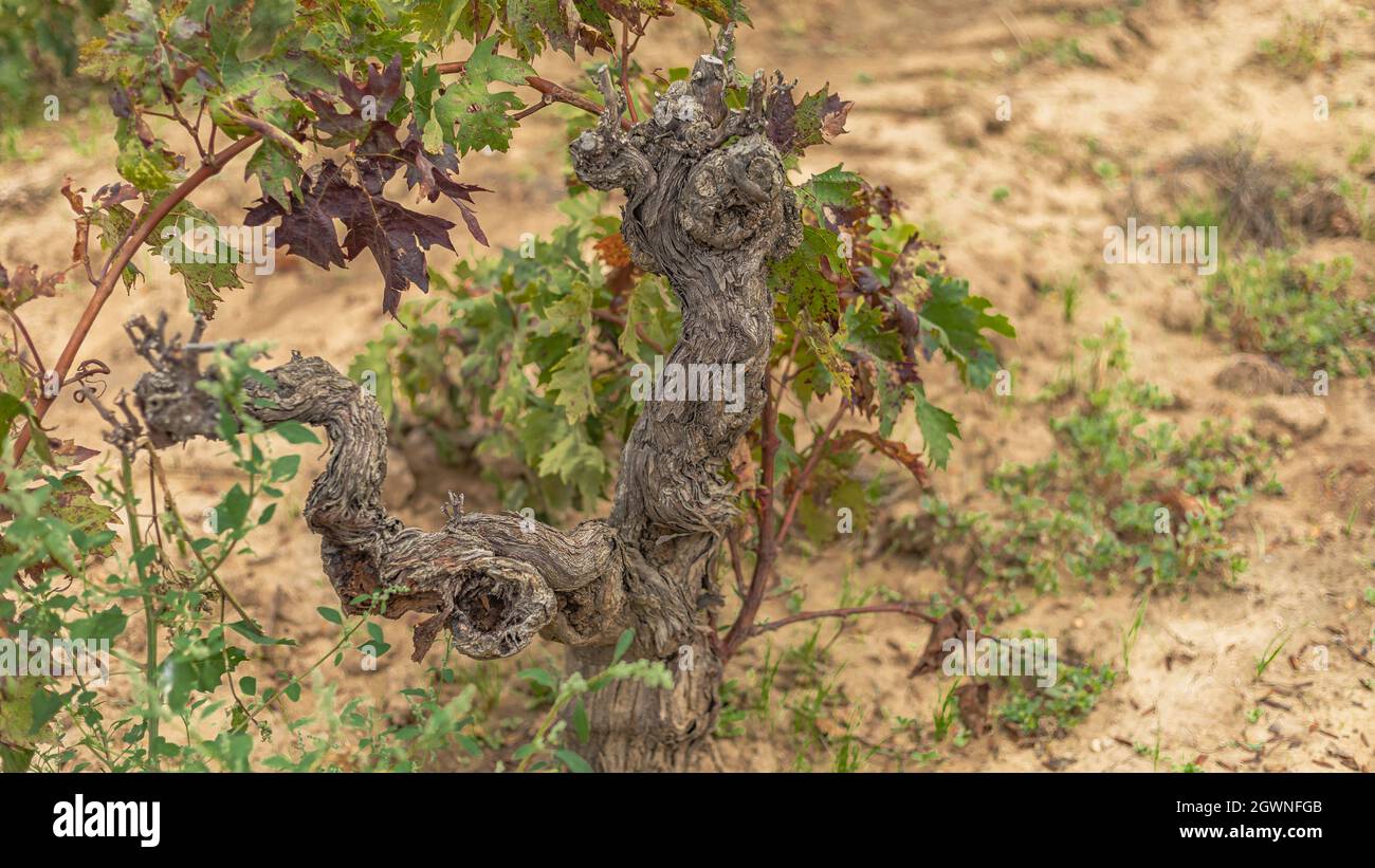 Old broken bush vine still producing fruit Stock Photo Alamy