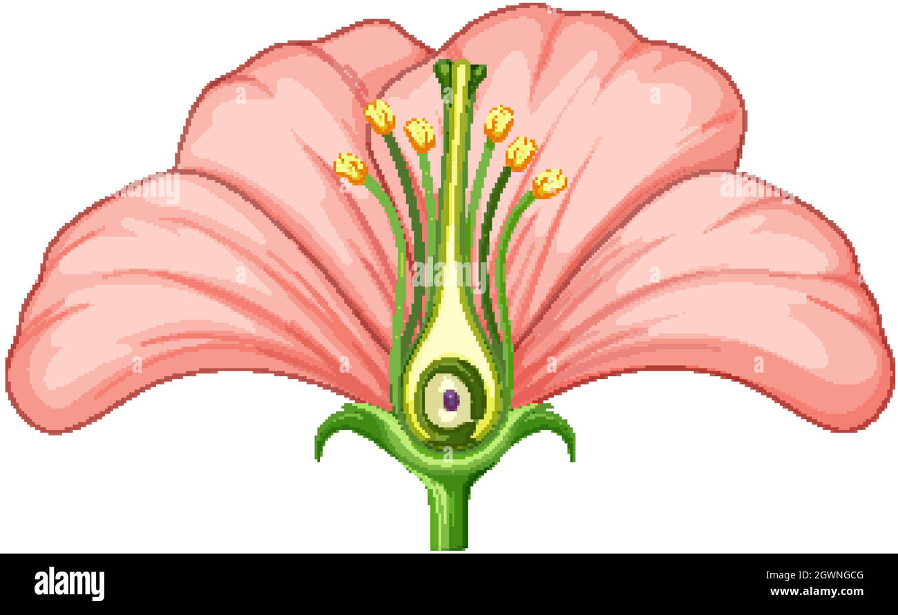 Diagram showing parts of flower Stock Vector