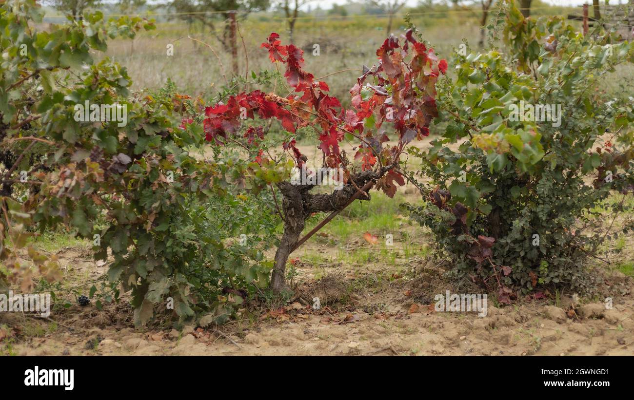 Vines in the Southern Rhone in Autumn Stock Photo