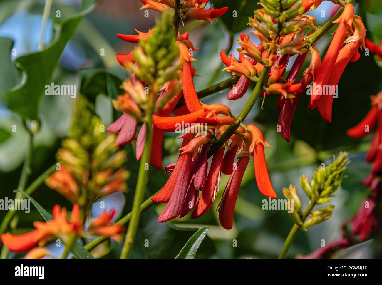 Flowers of the natal coral tree, Erythrina humeana, closeup Stock Photo