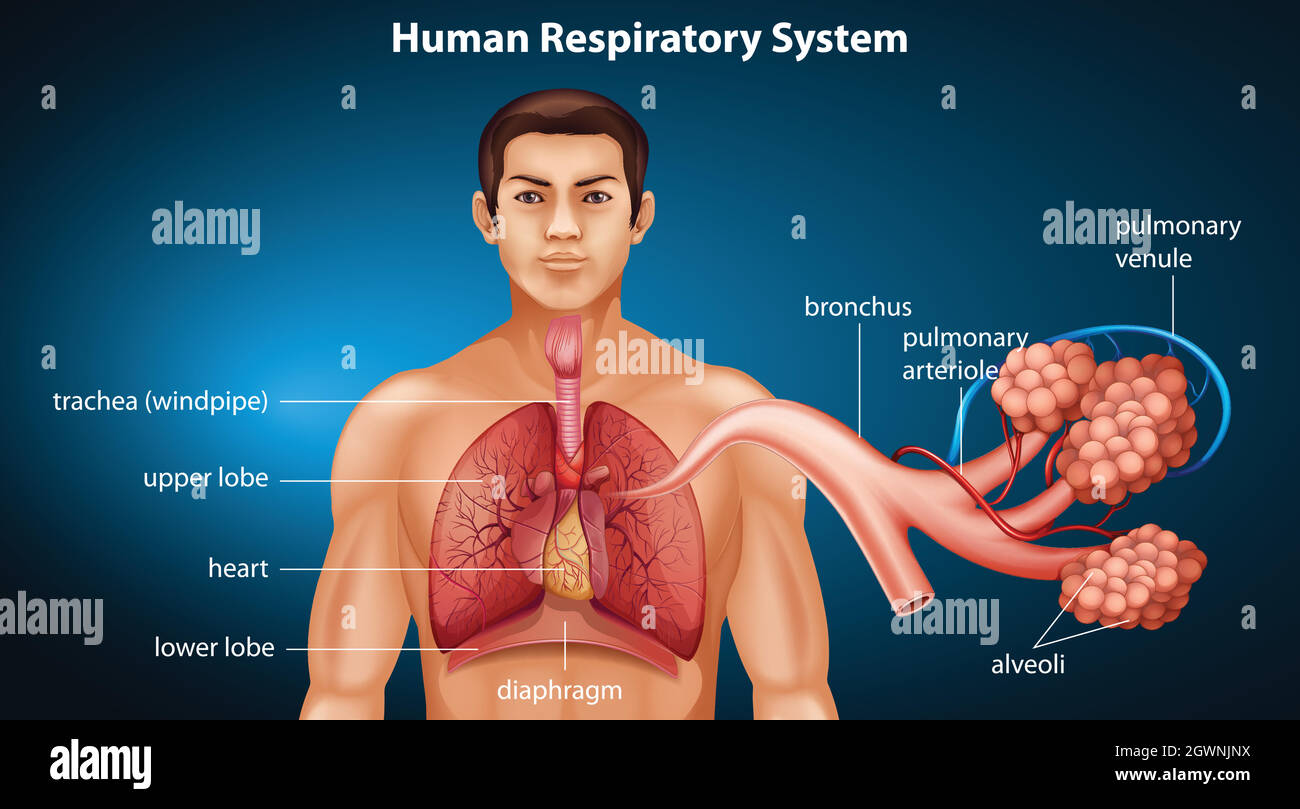Human respiratory system Stock Vector