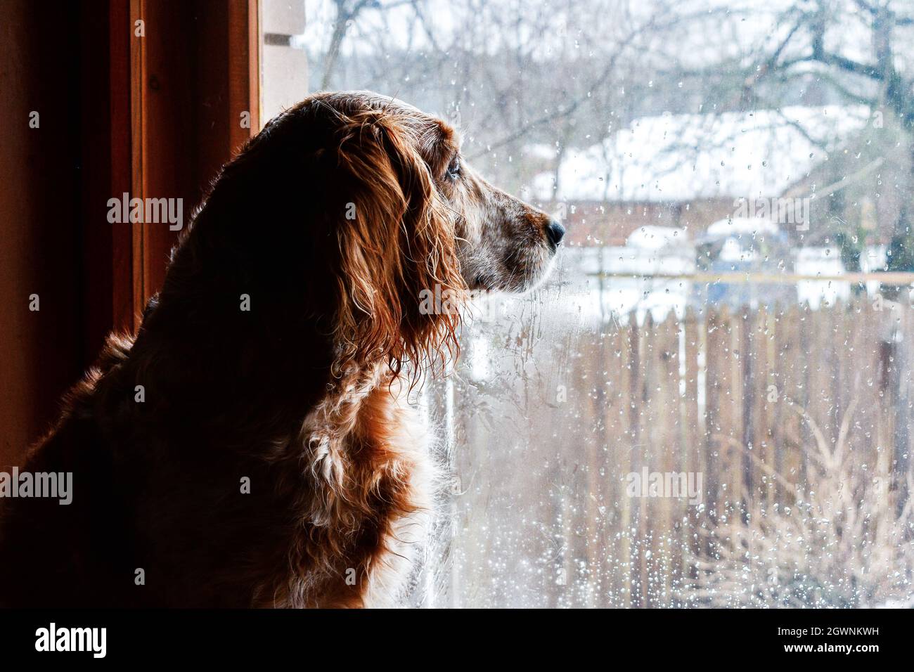 Dog At The Window Rainy Day Stock Photo Alamy