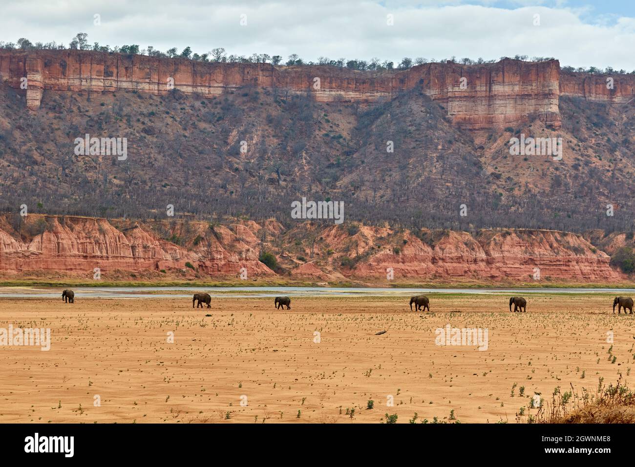 Elephants In The Dry Riverbed Of Gonarezhou Stock Photo