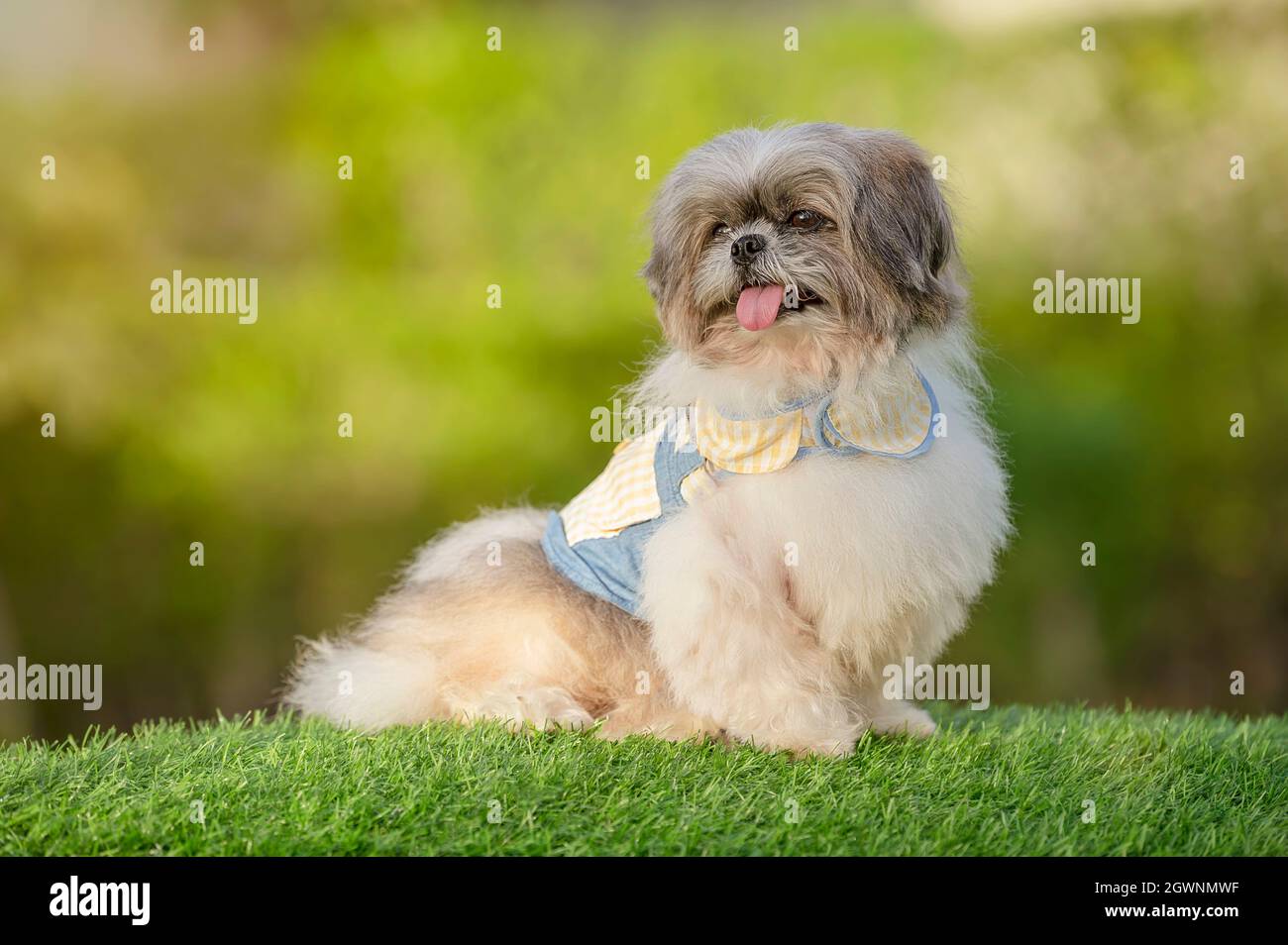 looking for a small puppy