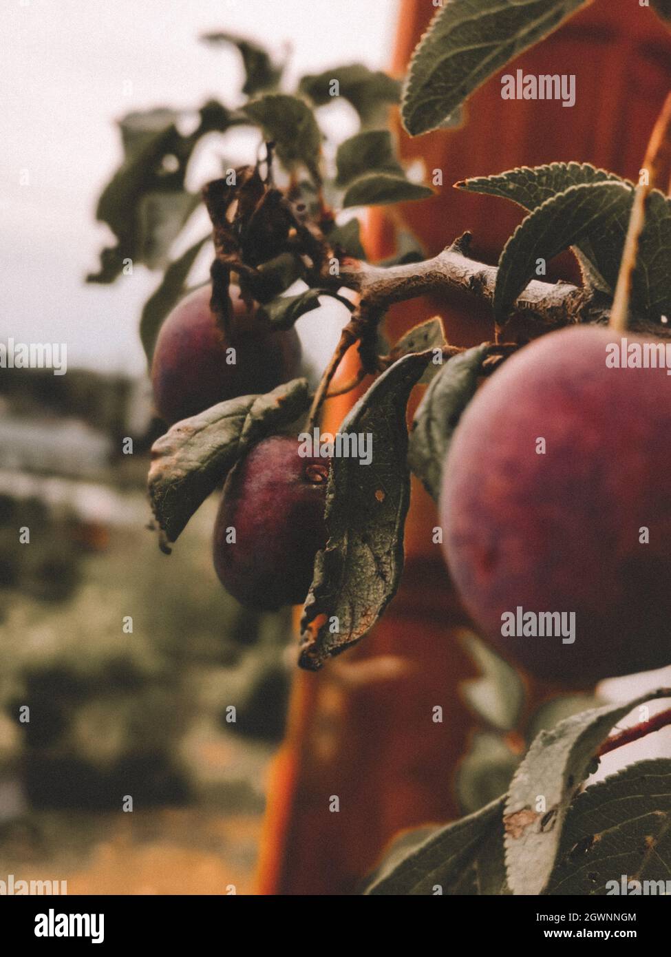 Close-up Of Fruit Growing On Tree Stock Photo