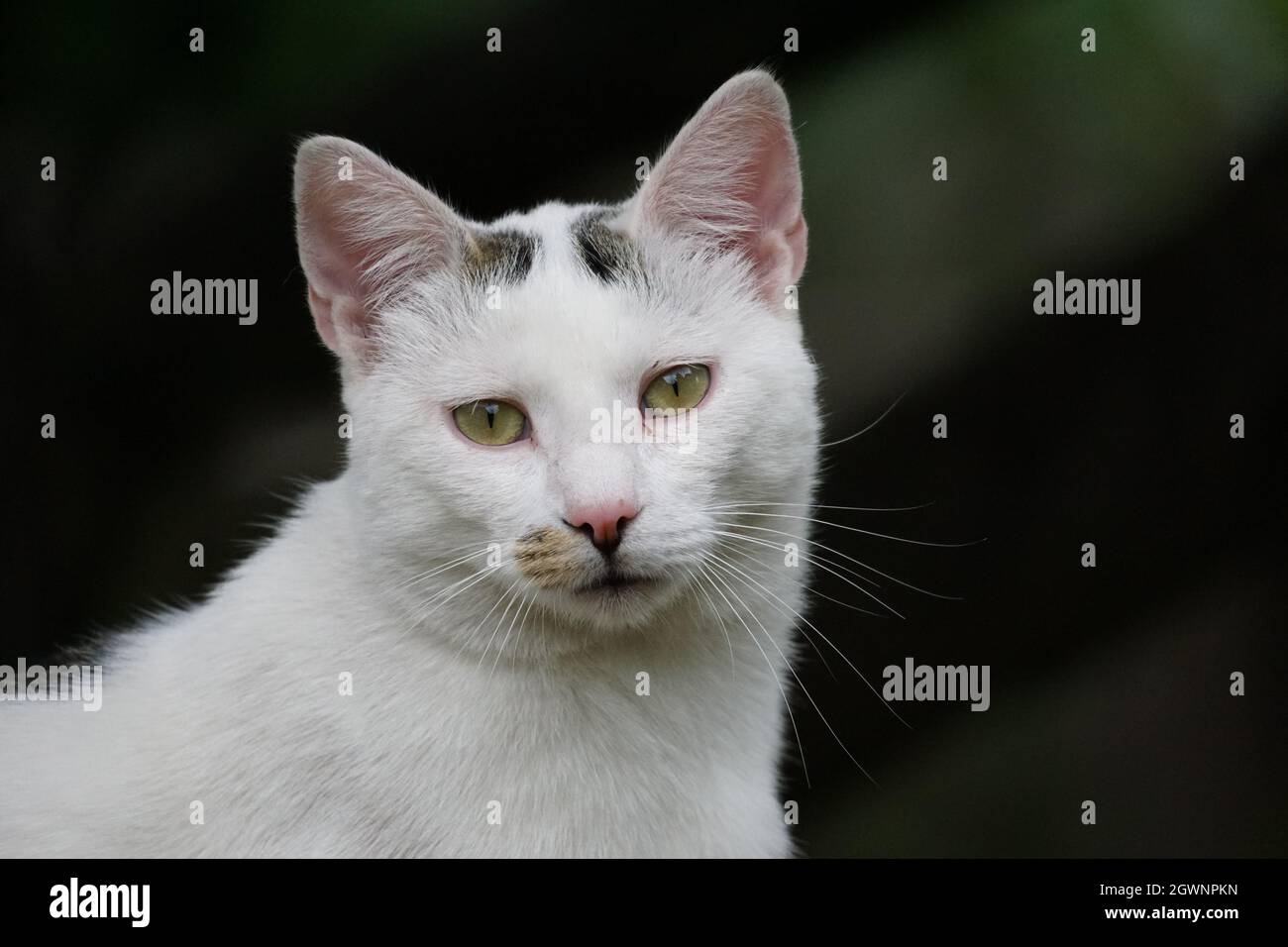 Close-up Portrait Of White Cat Stock Photo - Alamy