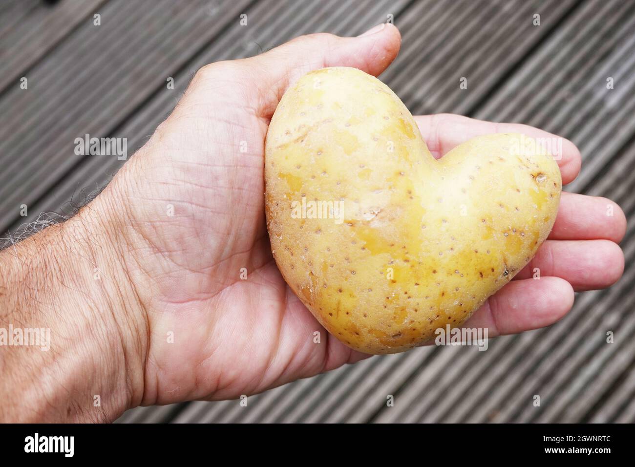 Kartoffel in Herzform liegt auf einer Männerhand Stock Photo