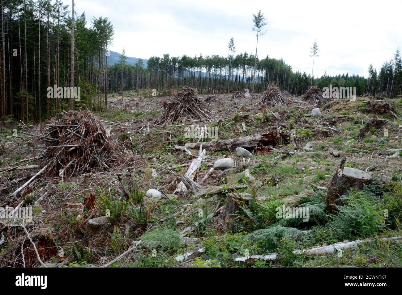 Piles of logging slash and dead tree debris in a clearcut in a forest near Powell RIver, on the Sunshine Coast region of  British Columbia, Canada. Stock Photo