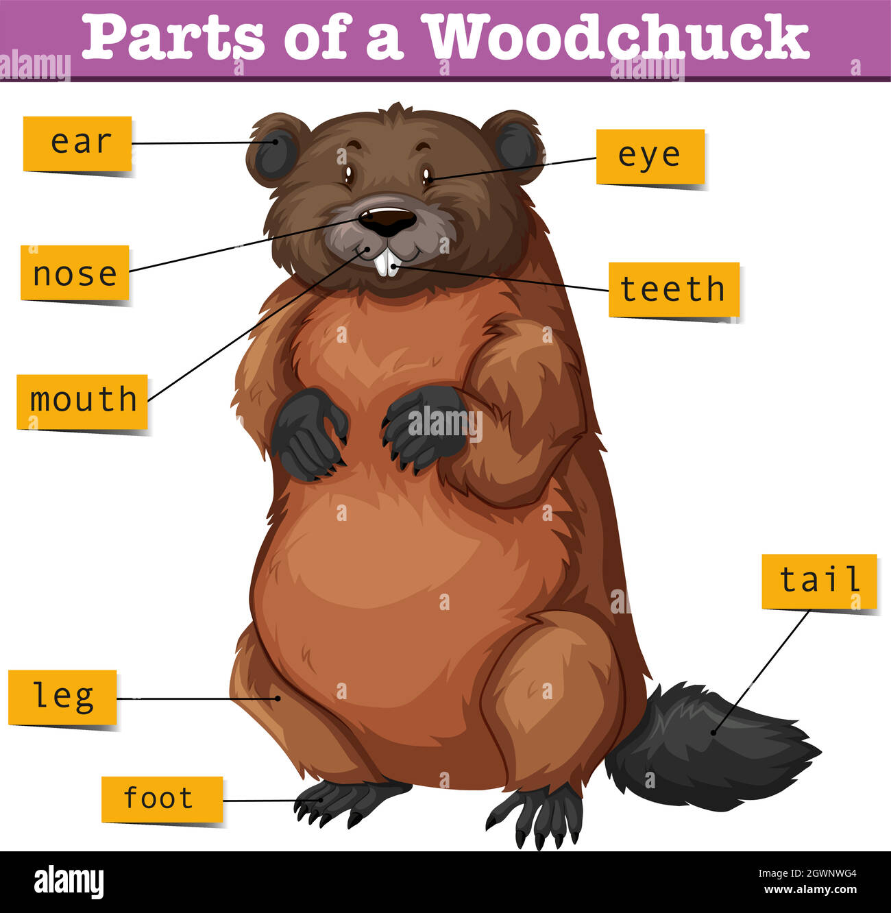 Diagram showing parts of woodchuck Stock Vector