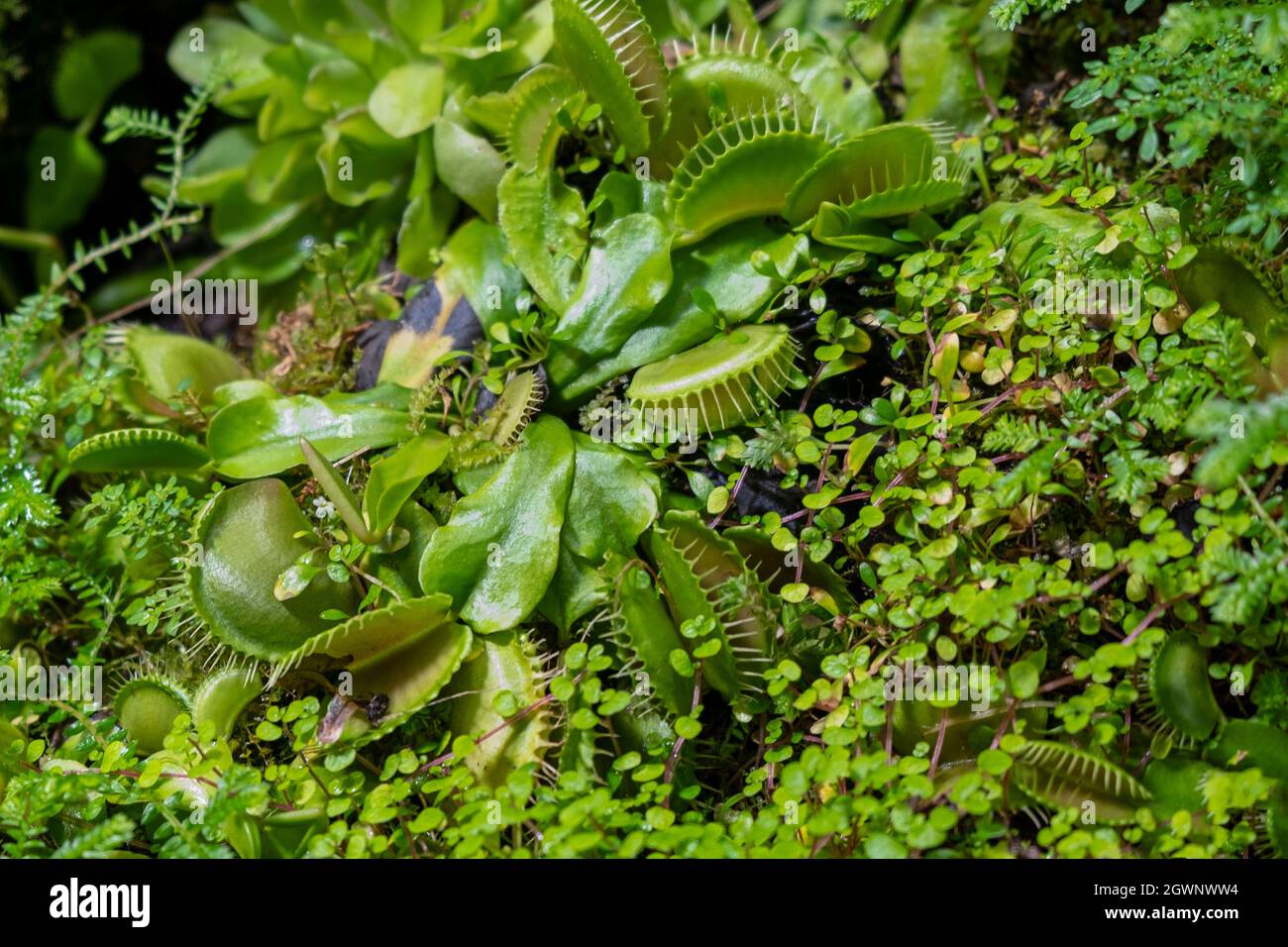 Rare plant and animals hi-res stock photography and images - Alamy