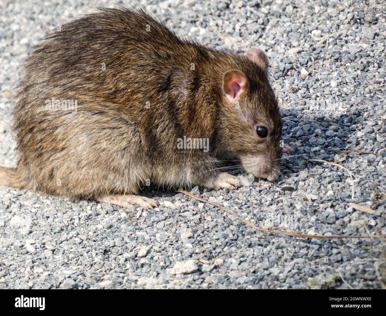 High Angle View Of Rat On Foot Path Stock Photo