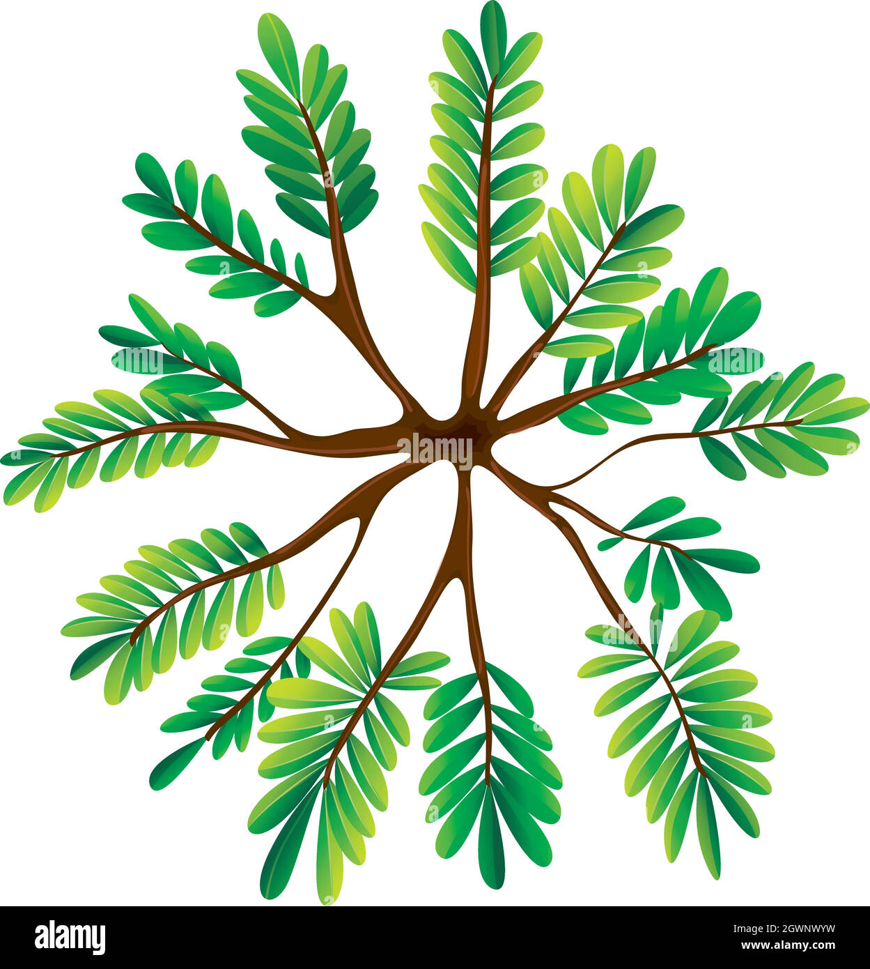 A topview of a fern plant Stock Vector