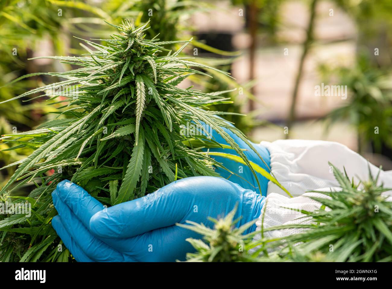 Medical Marijuana In Cannabis Flower Before The Harvest Concept Of Herbal Stock Photo