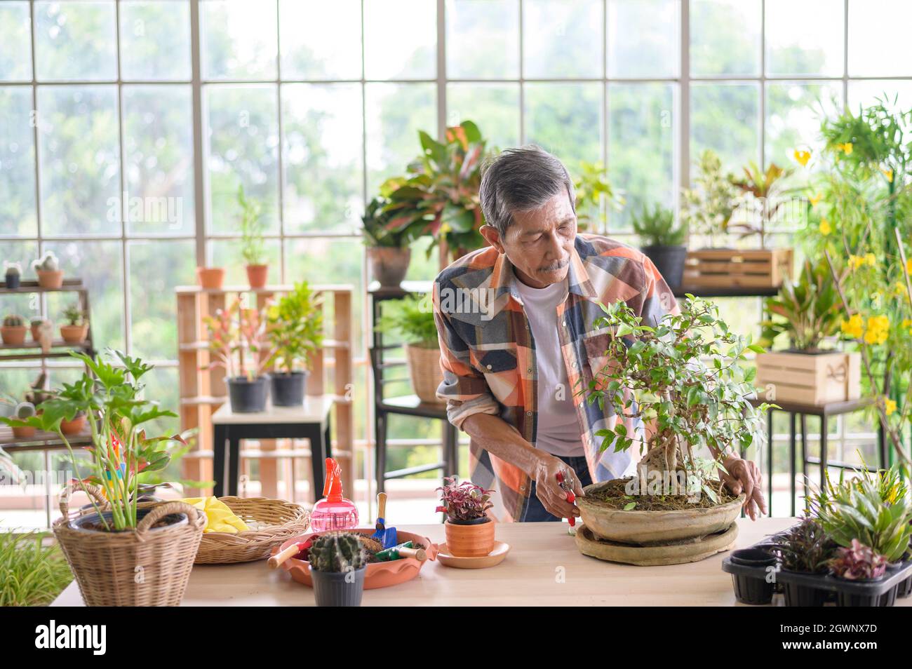 Senior Man Working In Greenhouse Stock Photo