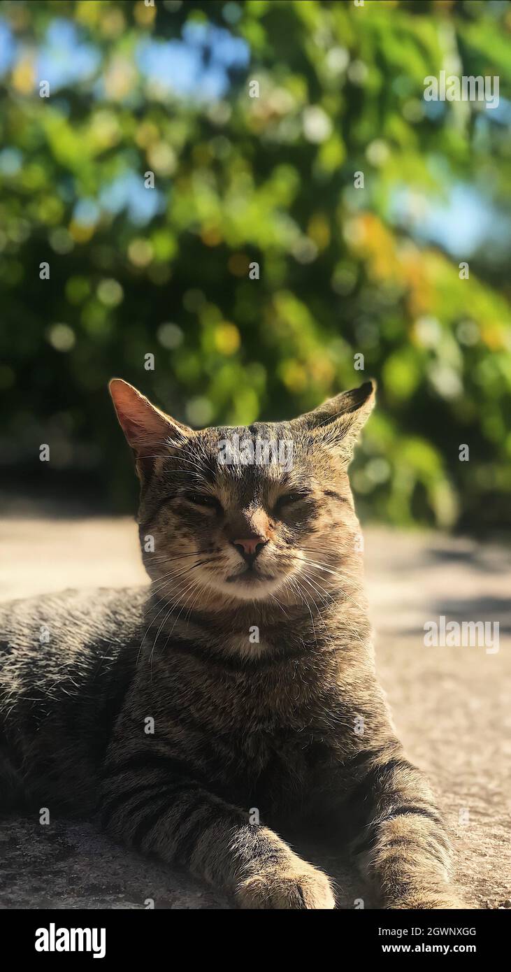 A portrait of an adorable striped cat lying on the ground on a sunny ...