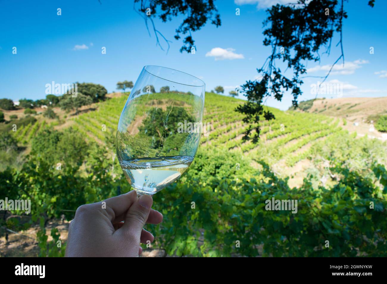 A Glass Of White Wine Stock Photo Alamy a-glass-of-white-wine-stock-photo-alamy