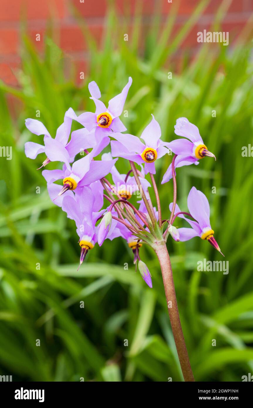 Close up of Dodecatheon meadia A deciduous perennial that flowers in mid spring and is fully hardy Other names are American Cowslip and Shooting Stars Stock Photo