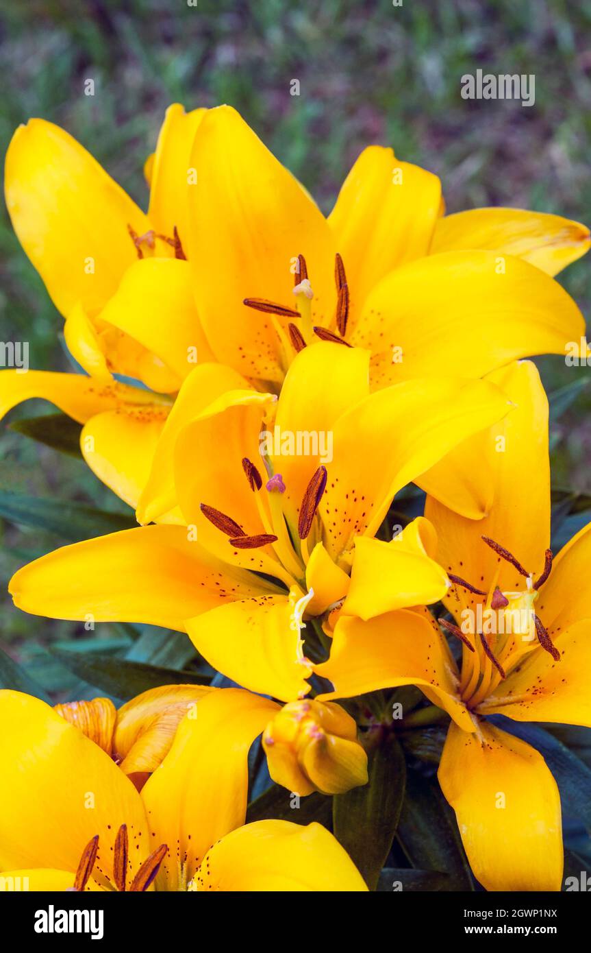 Group of Tiny Bee Yellow Asiatic hybrid lilies in border set against a background of green leaves  A 1a) sub-division lily with upward-facing flowers Stock Photo