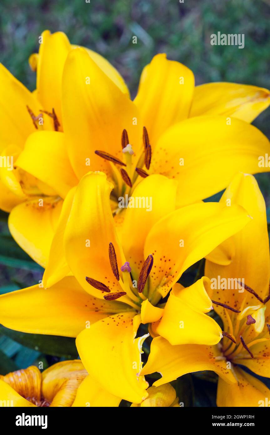 Group of Tiny Bee Yellow Asiatic hybrid lilies in border set against a background of green leaves  A 1a) sub-division lily with upward-facing flowers Stock Photo